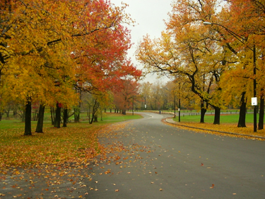 A walk in south park.